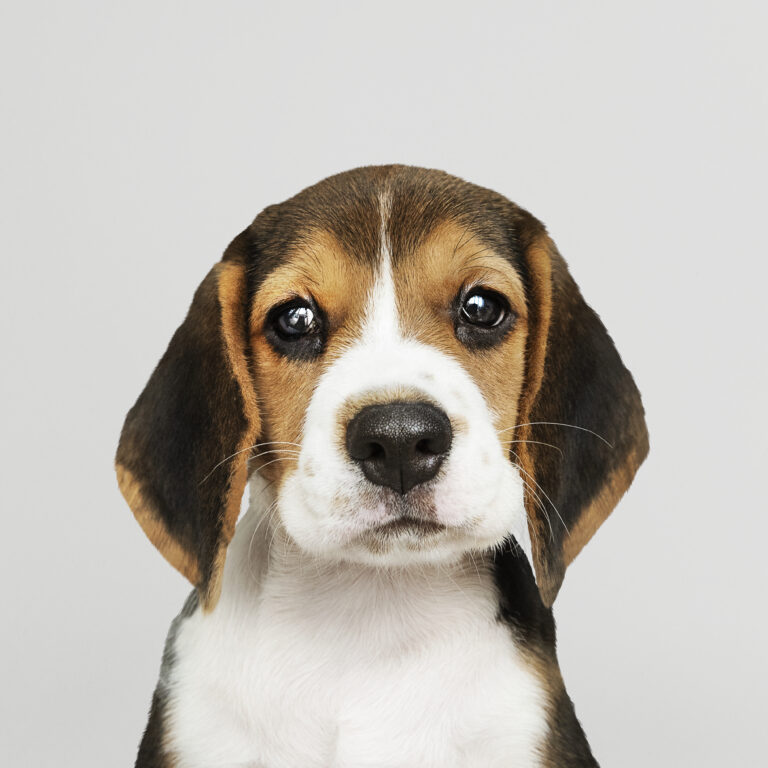 Adorable Beagle puppy solo portrait