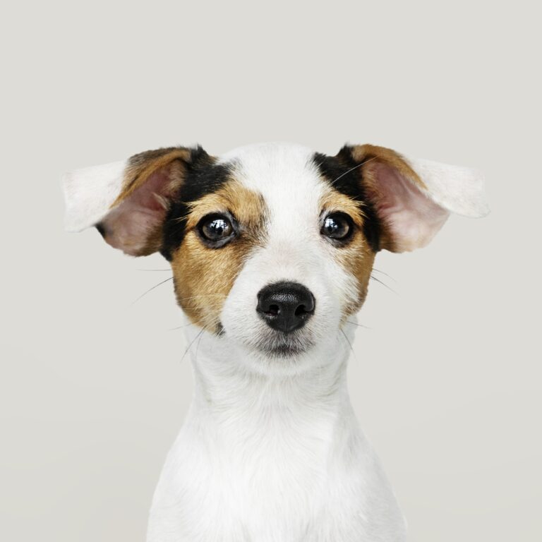 adorable-jack-russell-retriever-puppy-portrait