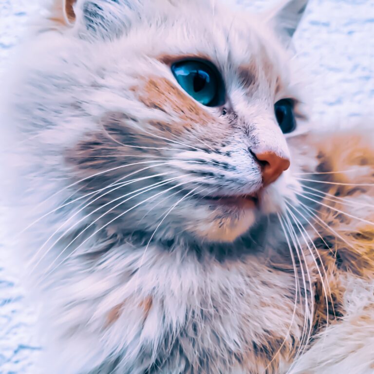 closeup-shot-cute-fluffy-cat-with-bright-blue-eyes