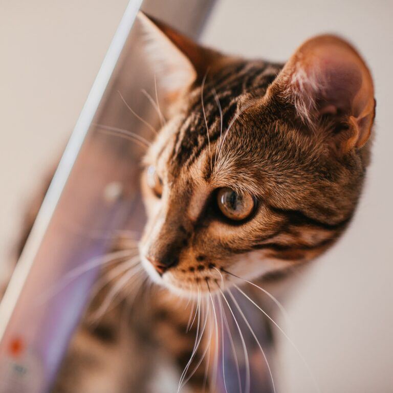 funny-bengal-cat-plays-steel-ladder