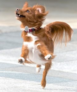 dog-2681532_1280