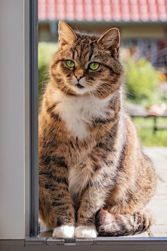 european-shorthair-8711226_1280